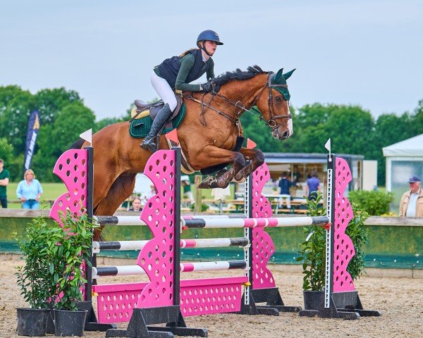 jumper Tabasco 105 (Oldenburg show jumper, 2017, from Taalex)