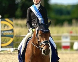 dressage horse Quantana 34 (German Riding Pony, 2018, from Quaterback's Junior)