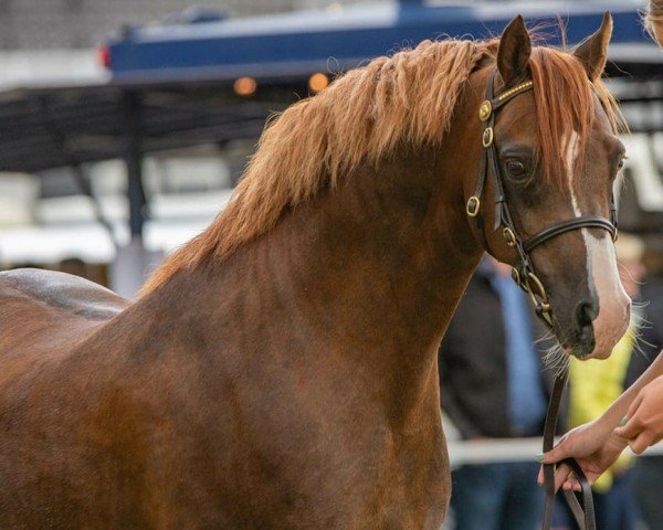 stallion Cadlanvalley Starstruck (Welsh-Pony (Section B), 2012, from Russetwood Elation)