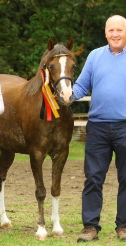 Zuchtstute Telynau Octavia (Welsh Pony (Sek.B), 2015, von Mynach Flower Power)