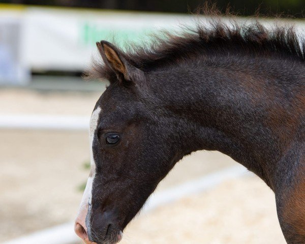 horse Rightfield Odett M (Welsh-Pony (Section B), 2021, from Waxwing Perrin)