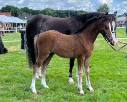 foal by Rightfield Orchidee M (Welsh-Pony (Section B), 2024, from Stenderups Olympic)