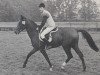 stallion Kenaf (Nederlands Rijpaarden en Pony, 1982, from Kebir II ox)