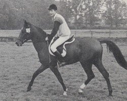 stallion Kenaf (Nederlands Rijpaarden en Pony, 1982, from Kebir II ox)