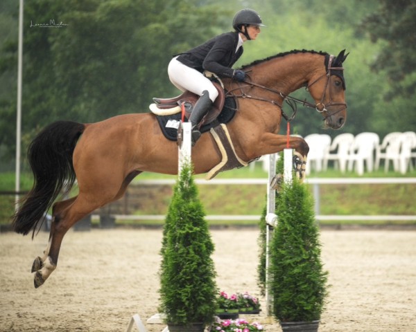 jumper Lady Canturo (Holsteiner, 2019, from Canturo)