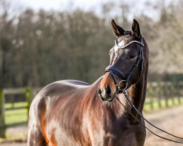 dressage horse Dalera (Oldenburg, 2020, from Dante Weltino Old)