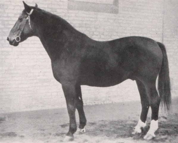 stallion Schwabenkoenig I 310260121 (Hanoverian, 1921, from Schwabenstreich)