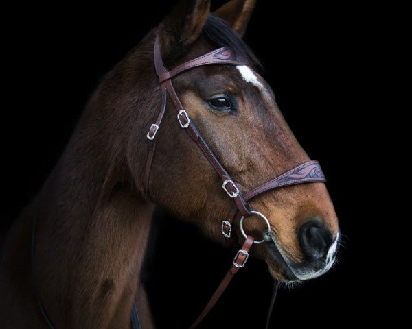 Pferd Leandro Sun (Westfale, 2005, von Laudabilis)