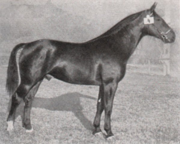 stallion Schwall (Hanoverian, 1933, from Schwabenkoenig I 310260121)