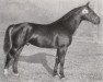 stallion Schwall (Hanoverian, 1933, from Schwabenkoenig I 310260121)