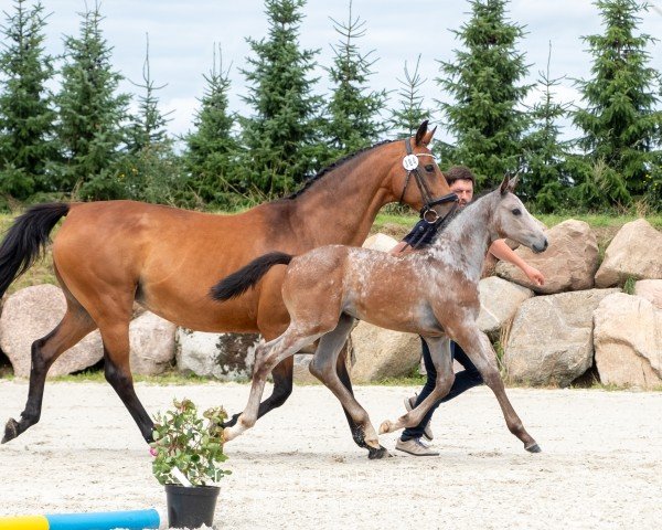 foal by Chawatoki (Oldenburg show jumper, 2024, from Chavaros II)