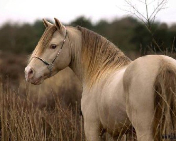 stallion Megasthenes Classic Reward (Nederlands Mini Paarden,  , from Serenity Acres Cocoas Double Lite)