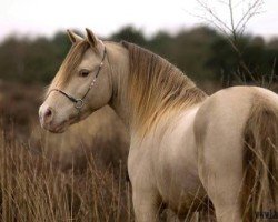 stallion Megasthenes Classic Reward (Nederlands Mini Paarden,  , from Serenity Acres Cocoas Double Lite)