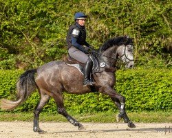 Pferd Donnerwetter 91 (Trakehner, 2019, von Göteborg)