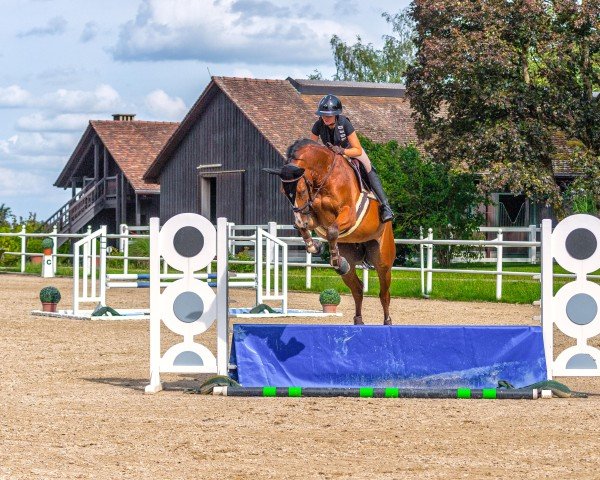 jumper Ballini (German Sport Horse, 2019, from Balou du Rouet)