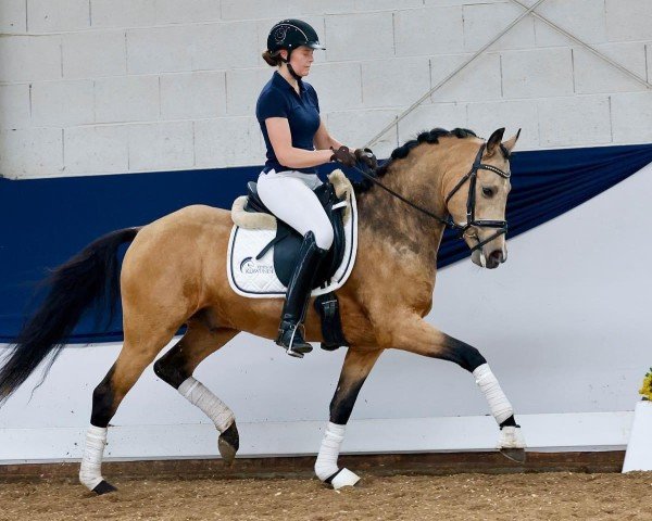 stallion Grisu (German Riding Pony, 2019, from Golden Grey NRW)