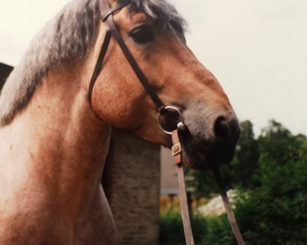 stallion Sander Mo 1879 (Rhenish-German Cold-Blood, 1986, from Smart I 1855)