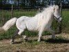 Deckhengst Birling Snow Knight (Shetland Pony (unter 87 cm), 1984, von Fandango of Wetherden)