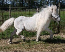 stallion Birling Snow Knight (Shetland pony (under 87 cm), 1984, from Fandango of Wetherden)