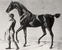 stallion Robin Hood xx (Thoroughbred, 1818, from Muley xx)