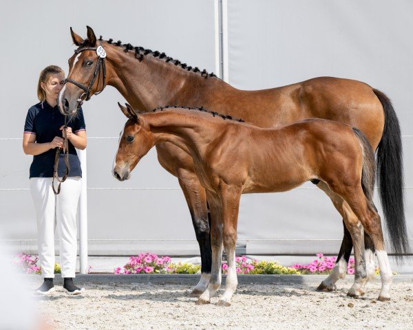 Fohlen von Torino (Holsteiner, 2024, von Tobaro)