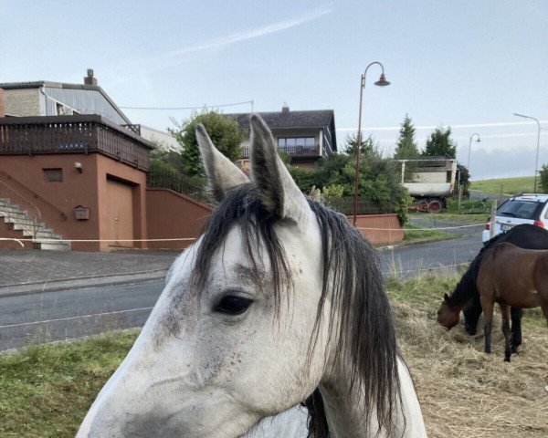 Pferd Quimera 6 (Westfale, 2018, von Quo Vados I)