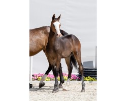 foal by Marshall (Holsteiner, 2024, from Million Dollar)