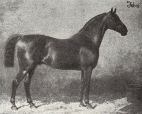 stallion Julius (Hanoverian, 1871, from Schlütter)