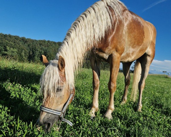 Pferd Nakato (Haflinger, 2021, von Nottings Napoleon)