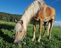 horse Nakato (Haflinger, 2021, from Nottings Napoleon)