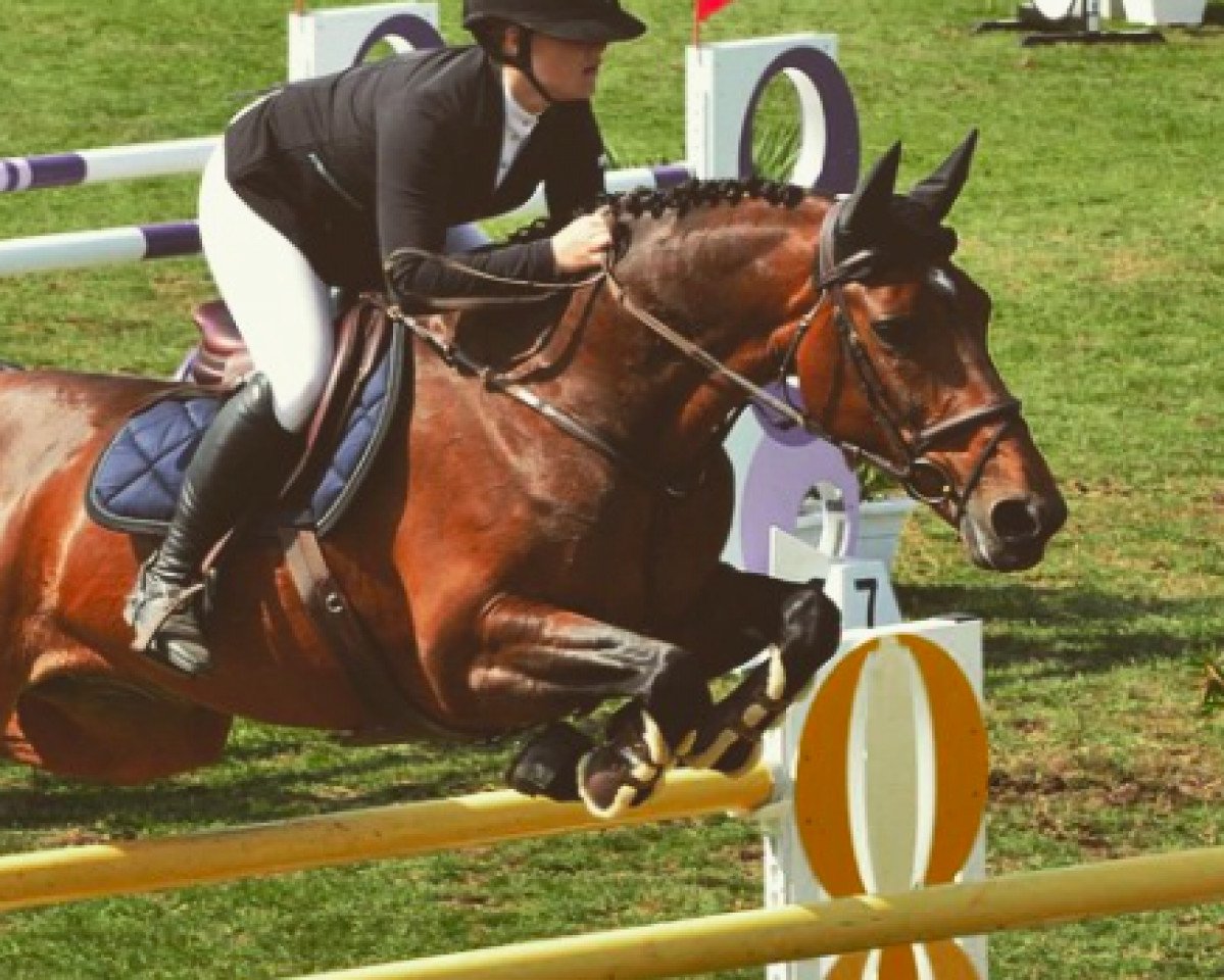 broodmare Csh Coco (Hanoverian, 2007, from Contendro I)