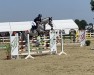 jumper Caressina 7 (Oldenburg show jumper, 2017, from Cassin 2)