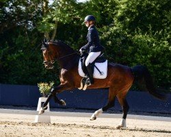 Pferd Pretty Paulina (KWPN (Niederländisches Warmblut), 2020, von Lanto HBC)