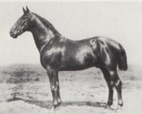 stallion Jassy I (Hanoverian, 1915, from Jasperding)