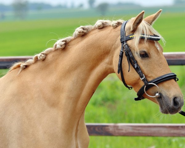 broodmare Calamita de Cuori vom Königsbe (German Riding Pony,  , from Creme Brulee v.H.)
