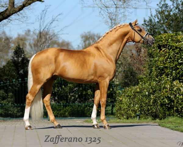 Deckhengst Zafferano 3 (Schwedisches Warmblut, 2013, von Zaladin ML)