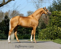 stallion Zafferano 3 (Swedish Warmblood, 2013, from Zaladin ML)