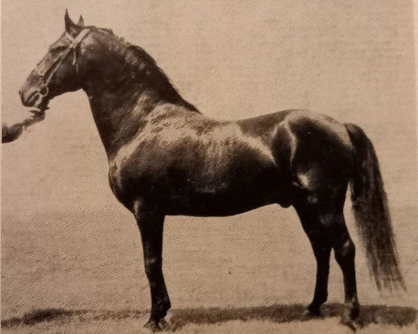 stallion 82 Tulipan Sana I (Lipizzaner, 1953, from Tulipan Linda V)