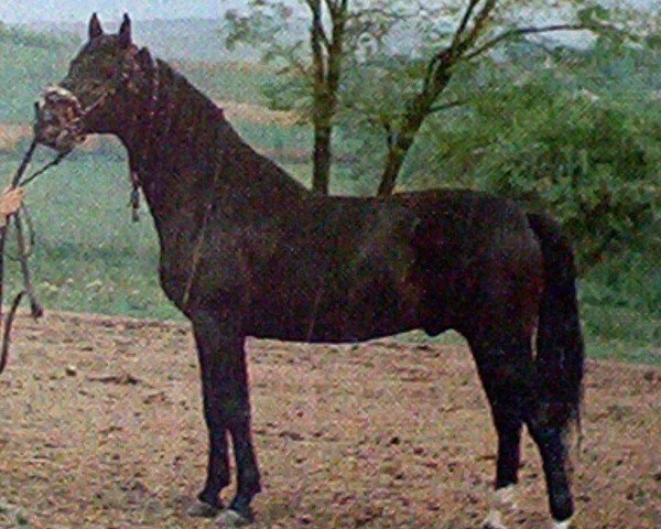 stallion Tulipan Caprice VII (Lipizzaner, 1965, from 170 Tulipan Lipa II)