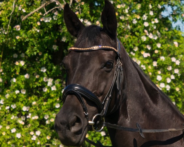 jumper Black Pearl 144 (Hanoverian, 2012, from Bordeaux 28)