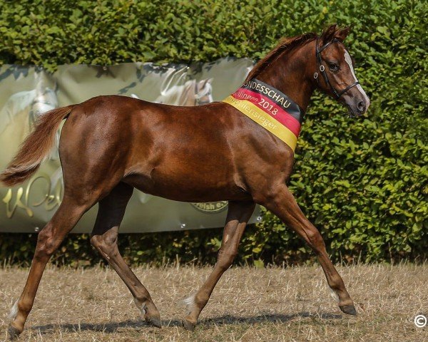 horse Righfield Rhianna M (Welsh-Pony (Section B), 2018, from Cadlanvalley Starstruck)