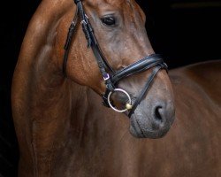 dressage horse Guardian Angel 26 (Bavarian, 2008, from Grafenstolz)