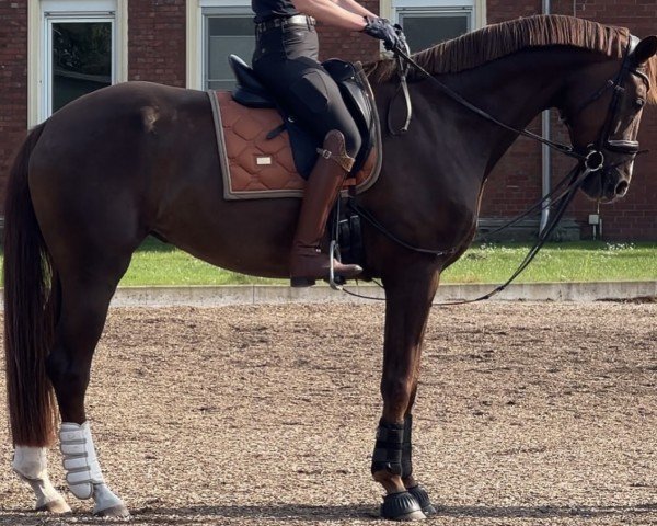 dressage horse Finja Rose (Hanoverian, 2018, from Fuechtels Floriscount OLD)