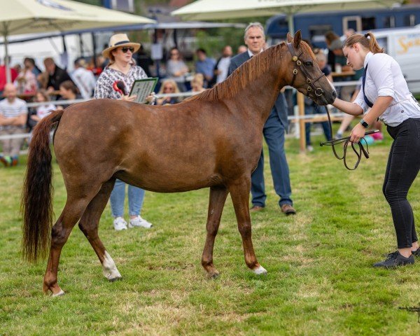 Zuchtstute Rightfield Ricarda M (Welsh Pony (Sek.B), 2019, von Cadlanvalley Starstruck)