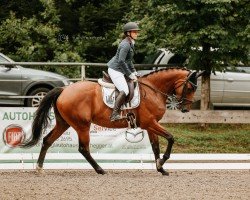 jumper Matida (Oldenburg show jumper, 2020, from Manchester van't Paradijs)