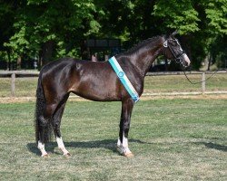 dressage horse Roma (German Sport Horse, 2020, from Bohemian)