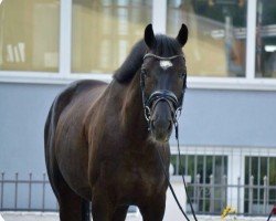 dressage horse Elegant Air (German Sport Horse, 2019, from Harmony's Eclectisch)