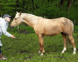 dressage horse Diamands de la couronne (German Riding Pony, 2019, from Dark Dornik)