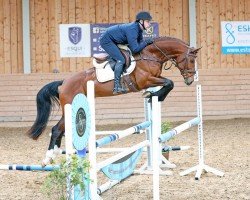 stallion Agamix Legend Z (Zangersheide riding horse, 2018, from Aganix du Seigneur)