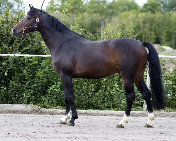 stallion Bavarotti Von Seeder (Estonian Sport, 2013, from Balou du Rouet)